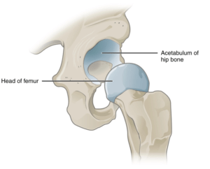 hip joint